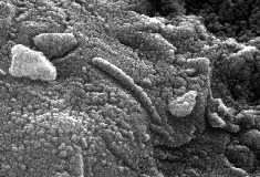 Clickez pour voir ces microorganismes marsiens 3x plus grands