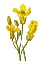 Fichier:Colza.png
