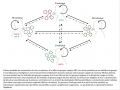 Covid19-schema-transmission-groupessanguins.png